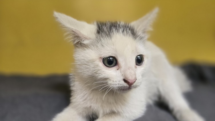 Shelter Stray Male Cat last seen , 3201 Lacy St, Los Angeles, CA 90031, USA