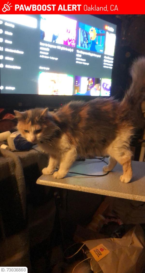 Lost Female Cat last seen Chestnut st, Oakland, CA 94608