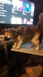 Lost Female Cat last seen Chestnut st, Oakland, CA 94608