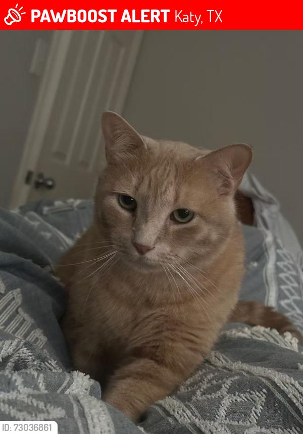 Lost Male Cat last seen Gable Hollow Ln, Katy, TX 77450