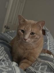 Lost Male Cat last seen Gable Hollow Ln, Katy, TX 77450