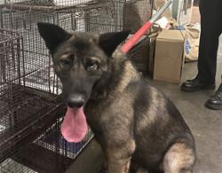Shelter Stray Male Dog last seen , 1850 W 60th St, Los Angeles, CA 90047, USA