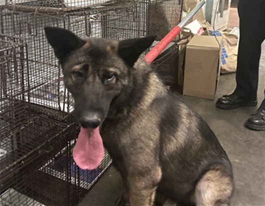 Shelter Stray Male Dog last seen , 1850 W 60th St, Los Angeles, CA 90047, USA