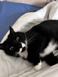 Lost Male Cat last seen Derriads Green, Wiltshire, England SN14 0QN