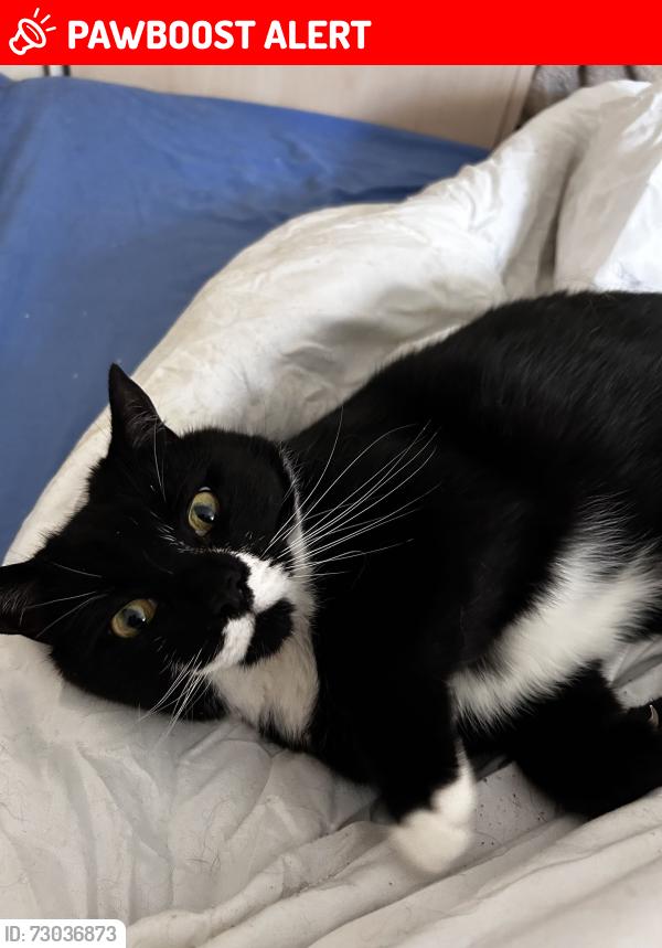 Lost Male Cat last seen Derriads Green, Wiltshire, England SN14 0QN