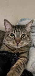 Lost Male Cat last seen 118th and Birch Ave , Hawthorne, CA 90250