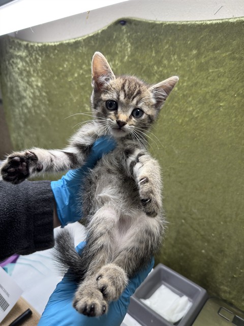 Shelter Stray Male Cat last seen Near BLOCK FELSPAR ST JURUPA VALLEY CA, 6851 Van Buren Boulevard, Jurupa Valley, CA 92509, USA