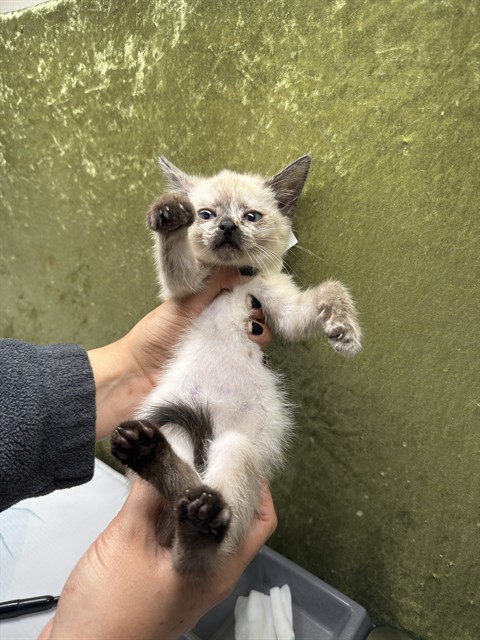 Shelter Stray Female Cat last seen Near BLOCK FELSPAR ST JURUPA VALLEY CA, 6851 Van Buren Boulevard, Jurupa Valley, CA 92509, USA