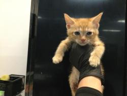 Shelter Stray Female Cat last seen Near BLOCK PETLAND PLACE THOUSAND PALMS CA 92276, Thousand Palms, CA, USA
