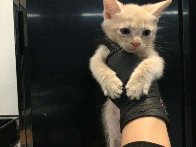 Shelter Stray Male Cat last seen Near BLOCK PETLAND PLACE THOUSAND PALMS CA 92276, Thousand Palms, CA, USA