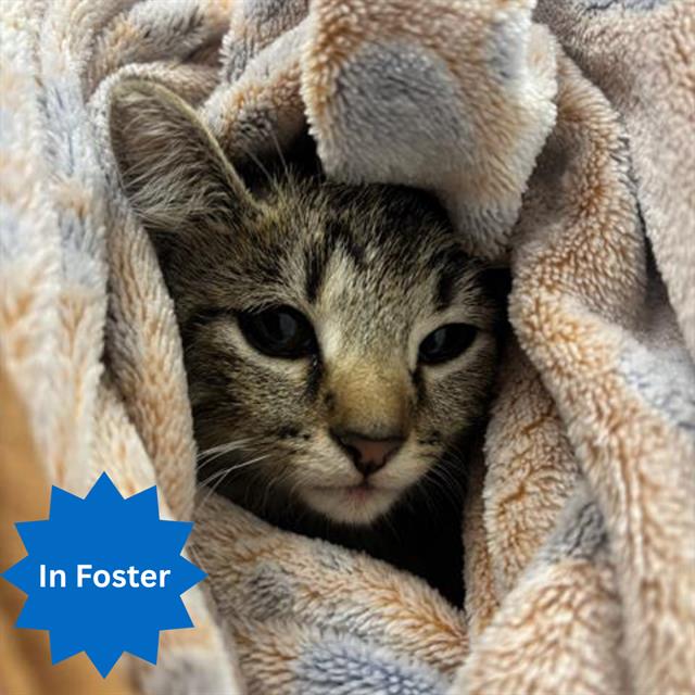 Shelter Stray Male Cat last seen Near, 2600 S Harding St, Indianapolis, IN 46221, USA