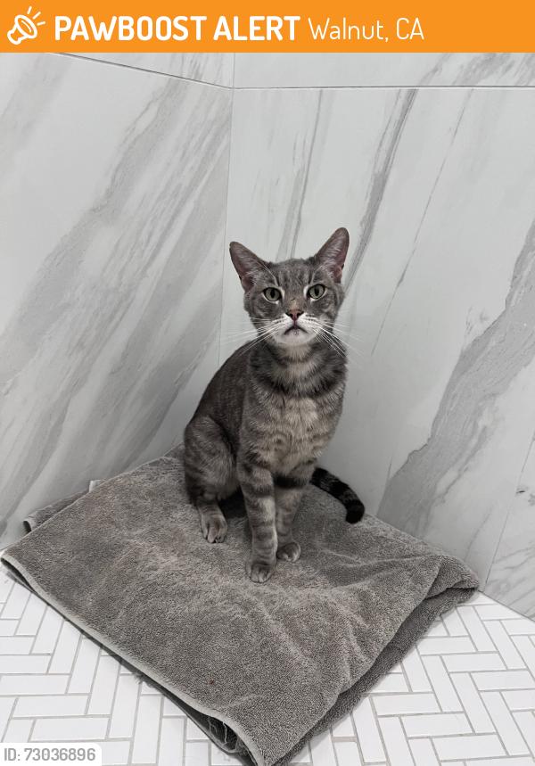 Found/Stray Unknown Cat last seen Heidelberg Park, Walnut, CA 91789