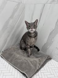 Found/Stray Unknown Cat last seen Heidelberg Park, Walnut, CA 91789