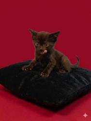 Shelter Stray Male Cat last seen Near BLOCK TANGO LN, 2020 Forest St, Jacksonville, FL 32204, USA
