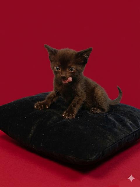 Shelter Stray Male Cat last seen Near BLOCK TANGO LN, 2020 Forest St, Jacksonville, FL 32204, USA