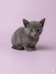 Shelter Stray Female Cat last seen MORNING GLORY CT, 2020 Forest St, Jacksonville, FL 32204, USA