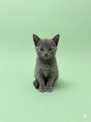 Shelter Stray Female Cat last seen MORNING GLORY CT, 2020 Forest St, Jacksonville, FL 32204, USA