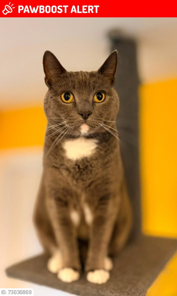 Lost Male Cat last seen At home - 97 Elm Crescent, Mosborough, Sheffield, S20 5AS, Mosborough, England S20 5AS