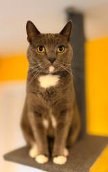 Lost Male Cat last seen At home - 97 Elm Crescent, Mosborough, Sheffield, S20 5AS, Mosborough, England S20 5AS