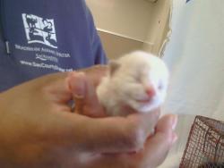 Shelter Stray Male Cat last seen GALBRATH DR/BUTTERBALL WY, 95842, 3839 Bradshaw Rd, Sacramento, CA 95827, USA