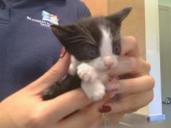 Shelter Stray Male Cat last seen JUANITA LN/LANSING WAY, 95825, 3839 Bradshaw Rd, Sacramento, CA 95827, USA