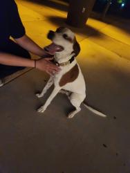 Found/Stray Male Dog last seen Centennial hills park , Las Vegas, NV 89149