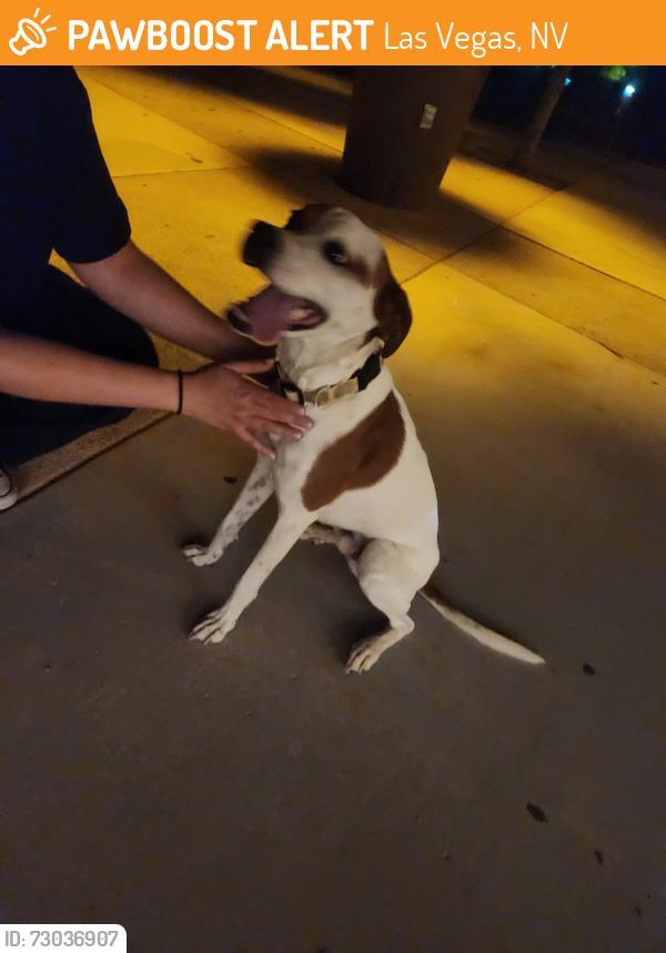Found/Stray Male Dog last seen Centennial hills park , Las Vegas, NV 89149