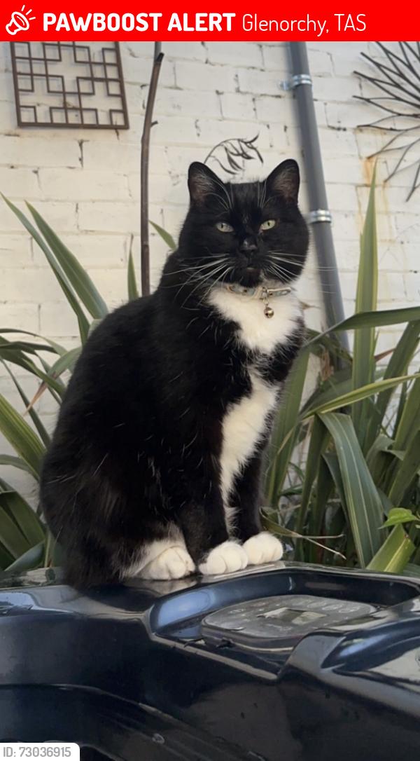 Lost Male Cat last seen Elwick Road, Glenorchy, TAS 7010