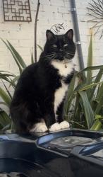 Lost Male Cat last seen Elwick Road, Glenorchy, TAS 7010