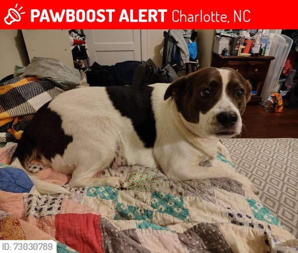 Lost Female Dog last seen Walmart on S.Tryon St. Charlotte NC, Charlotte, NC 28273