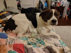 Lost Female Dog last seen Walmart on S.Tryon St. Charlotte NC, Charlotte, NC 28273