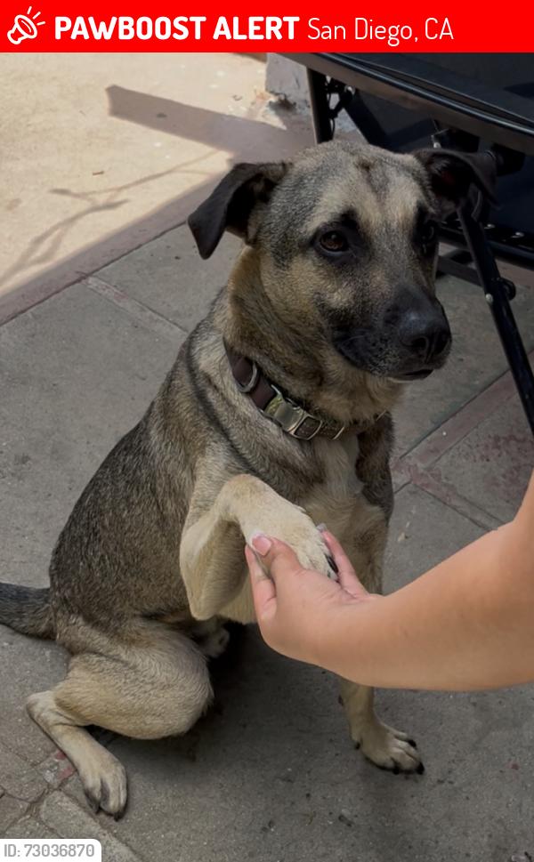 Lost Male Dog last seen Martin ave and S 35th st , San Diego, CA 92113