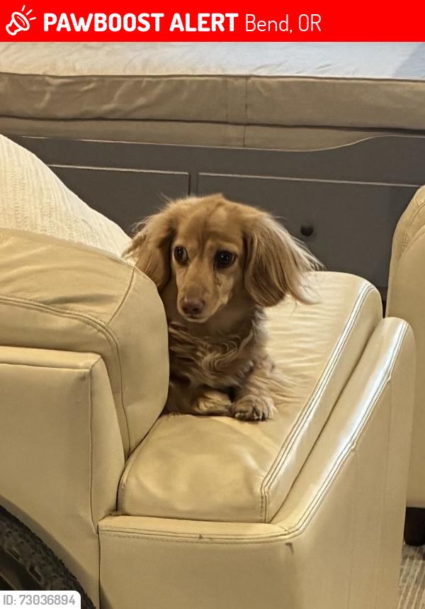 Lost Male Dog last seen Near NE Canoe Ct, Bend, OR 97701