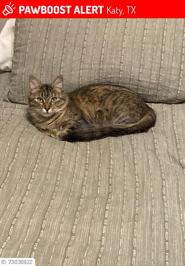 Lost Female Cat last seen Rainhill ct an raintree, Katy, TX 77449