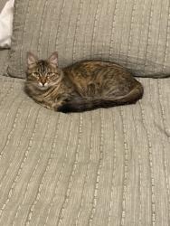 Lost Female Cat last seen Rainhill ct an raintree, Katy, TX 77449