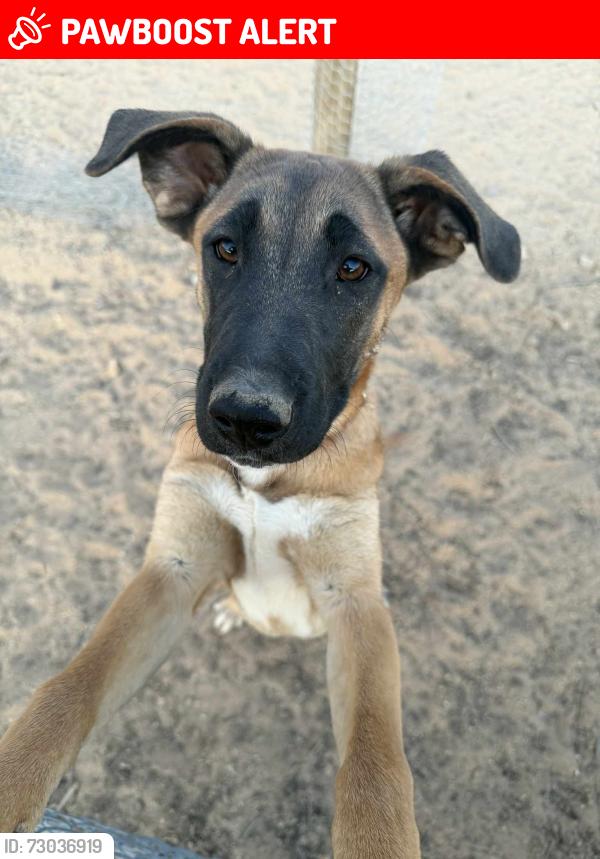 Lost Female Dog last seen Meldora Ave & Indian Trail, Twentynine Palms, CA 92277