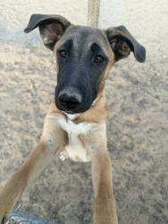 Lost Female Dog last seen Meldora Ave & Indian Trail, Twentynine Palms, CA 92277