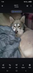 Lost Male Dog last seen White and alum rock, San Jose, CA 95127