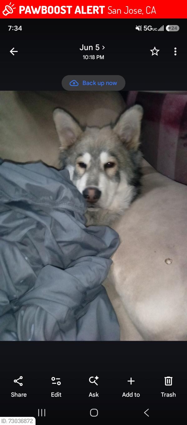 Lost Male Dog last seen White and alum rock, San Jose, CA 95127
