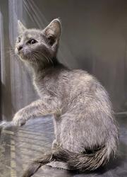 Shelter Stray Female Cat last seen , 4275 Elton St, Baldwin Park, CA 91706, USA