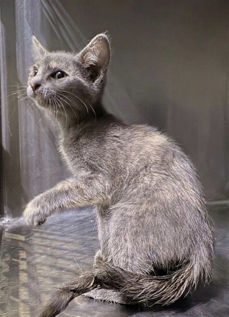 Shelter Stray Female Cat last seen , 4275 Elton St, Baldwin Park, CA 91706, USA