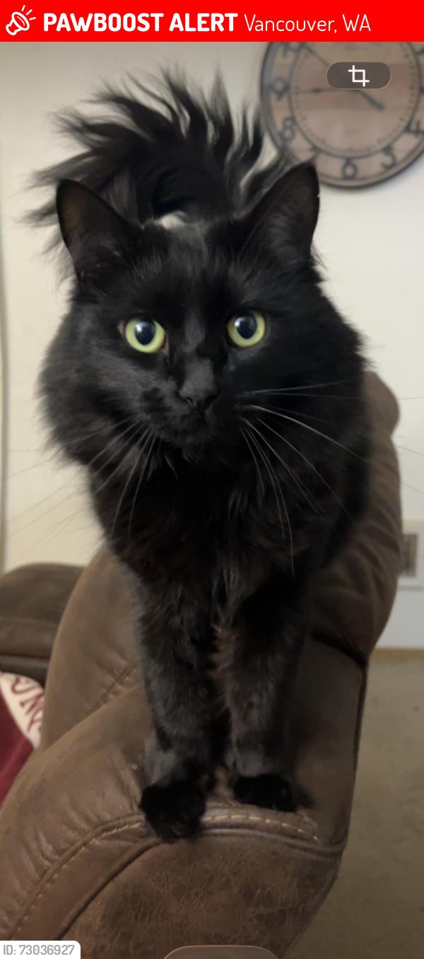 Lost Female Cat last seen Near Se 10th and SE 110th Ave , Vancouver, WA 98664