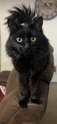 Lost Female Cat last seen Near Se 10th and SE 110th Ave , Vancouver, WA 98664
