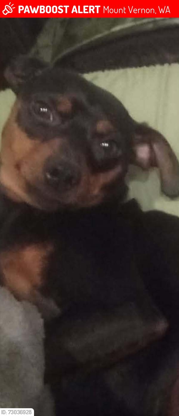 Lost Male Dog last seen Near E FULTON ST, Mount Vernon, WA 98273