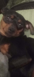 Lost Male Dog last seen Near E FULTON ST, Mount Vernon, WA 98273