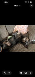 Lost Male Dog last seen Verbena dr, Desert Hot Springs, CA 92240