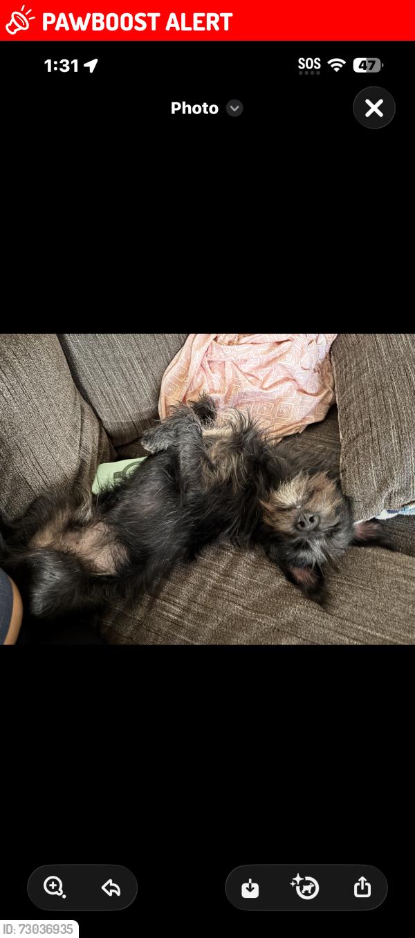Lost Male Dog last seen Verbena dr, Desert Hot Springs, CA 92240