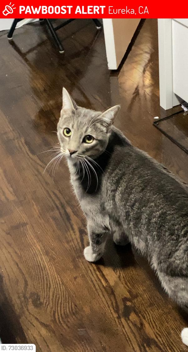 Lost Male Cat last seen Eureka center for spiritual living, Eureka, CA 95501