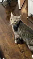 Lost Male Cat last seen Eureka center for spiritual living, Eureka, CA 95501