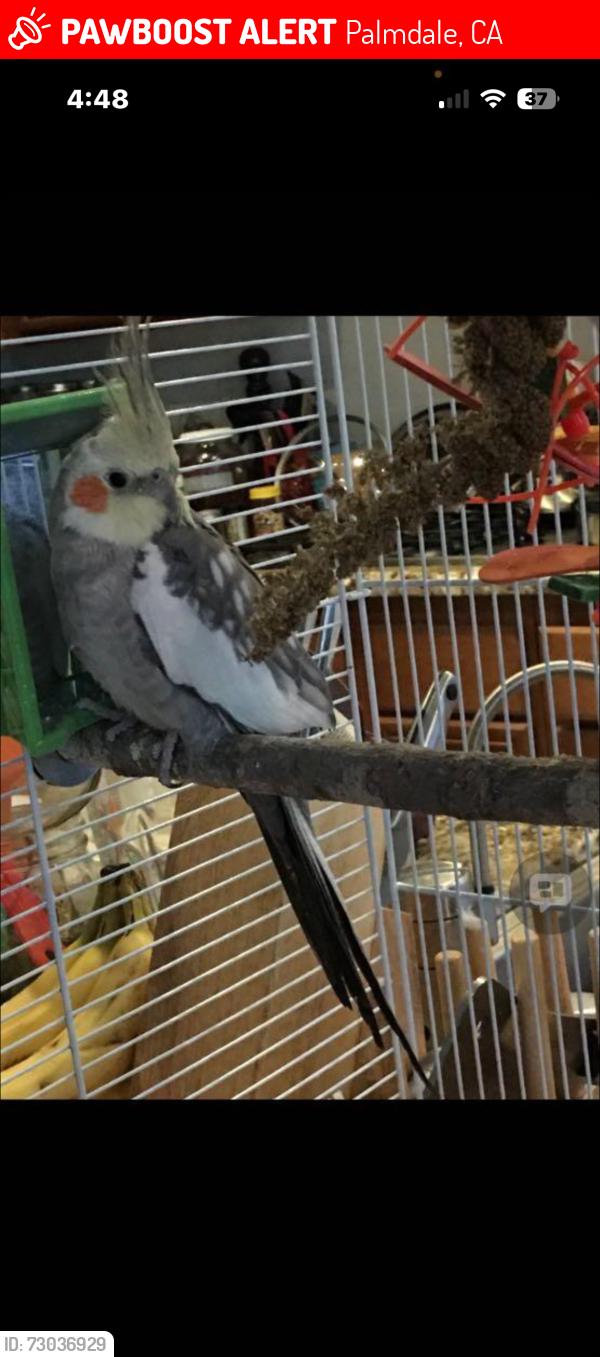 Lost Unknown Bird last seen Paintbrush Drive Anaverde CA, Palmdale, CA 93551